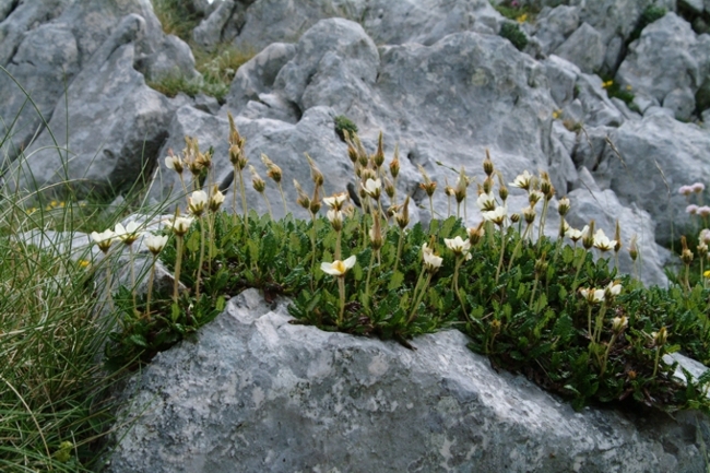 Dryas octopetala / Camedrio alpino